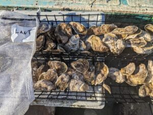 Cleaned market sized oysters- Lantern treatment