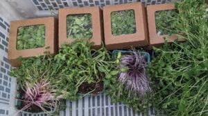 photo compares four crops packed live into Ready Cycle cardboard clamshells and berry baskets after 1 week. The crops in the Ready Cycle clamshells look much more vibrant and healthy. 
