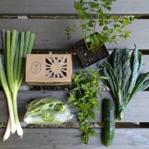 Week 1 share includes green onion, beans, oyster mushrooms, kale, cucumber, herbs, and a potted plant.