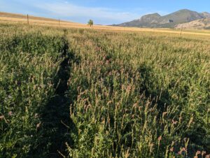 Sainfoin breeding plots