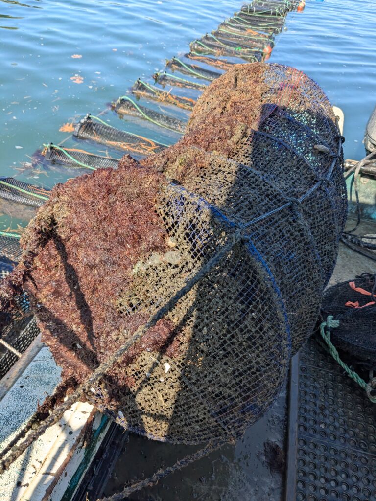 photo showing a net that has been dried in experimental equipment