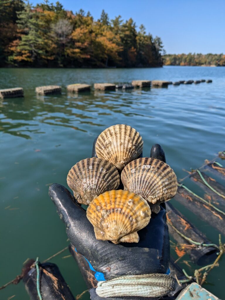 full grown scallops