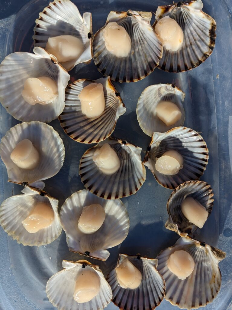 Shucked scallops