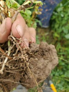 Pea plant root showing densely arranged nodules, held in hand with clod of soil attached