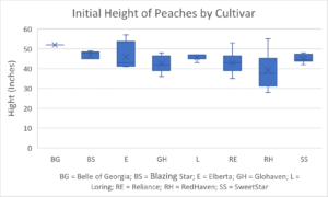 Peach Initial Height