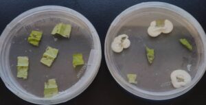 Photo of peach tissues plated on DBT media to re-isolate B. bassiana. Description further explained in figure caption. 
