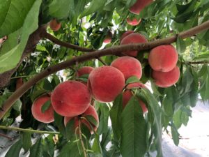 Showing health, productivity and size of peaches on a small tree in the protection system