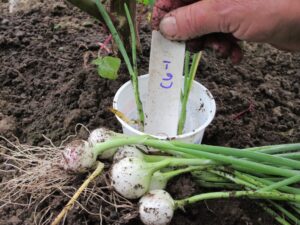 Prepping pearl onions to send to the Disease Lab