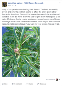 Peony Facebook Example Post 2