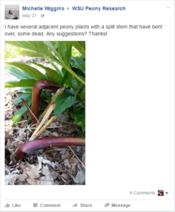 Peony Facebook Example Post 3