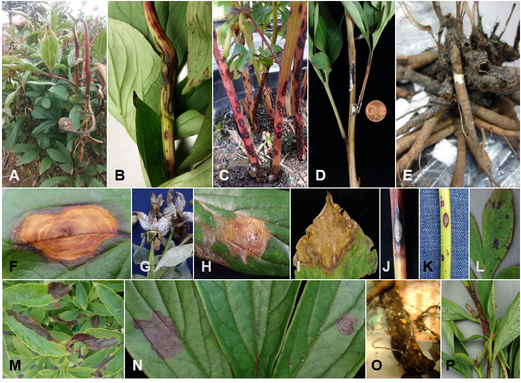 Identification of peony diseases in the Pacific Northwest and Alaska