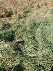 A grassy meadow with a few dead pepper plants