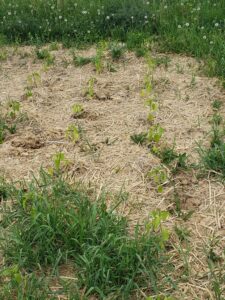 Slightly yellow pepper plants with slightly more competition than the tomatoes image, growing in bale residue