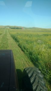 Mowing hay to use within the bale grazing project.