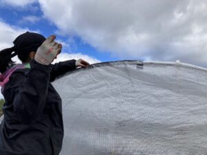 A woman sews a repair into a high tunnel cover