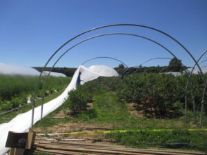 Netting attached to continuous purlin on the ground, in the process of going up.