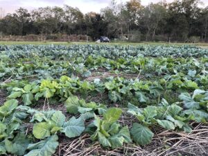 brassicas in November 2022, after 2 months in the ground and one intensive hand weed