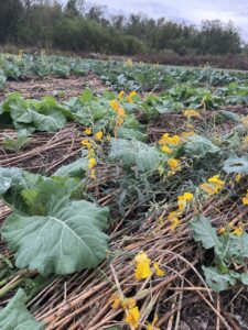 brassicas in November 2022, after 2 months in the ground and one intensive hand weed