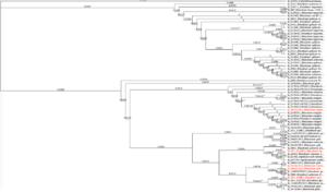 Phylogenetic tree of all isolated rhizobia