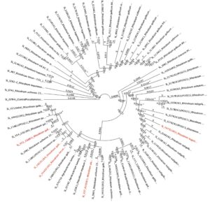 Phylogenetic tree of all isolated rhizobia