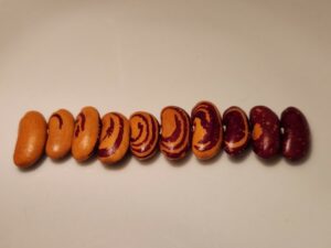 Variation in appearance of Tiger’s Eye bean from several individual plants and pods from the 2022 season.