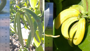 comparison of bean capsule of vanilla planifolia and Vanilla pompona
