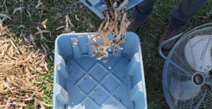 Winnowing Calypso variety using a garage fan and harvest bins. Chaff is separated from beans while pouring biomass material from one bin into the other. Process is repeated until beans are reasonably free of chaff.