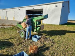 Manually threshing whole dry bean biomass using a 55-gallon drum.