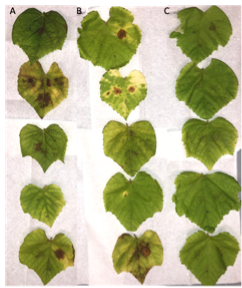Figure 8. Representative Mars leaves challenged with B. cinerea in a detached leaf assay after having been pre-treated with (A) Water control (B) Ethanol control, and (C) Mars leaf ethanolic extracts and number of lesions counted on day 7.