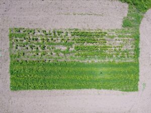 . Aerial view of dry edible bean trial at PPAC showing weed pressure and spotty emergence, 7/10/23. 