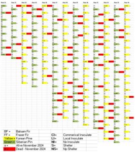 Pine nut and fir plantation map