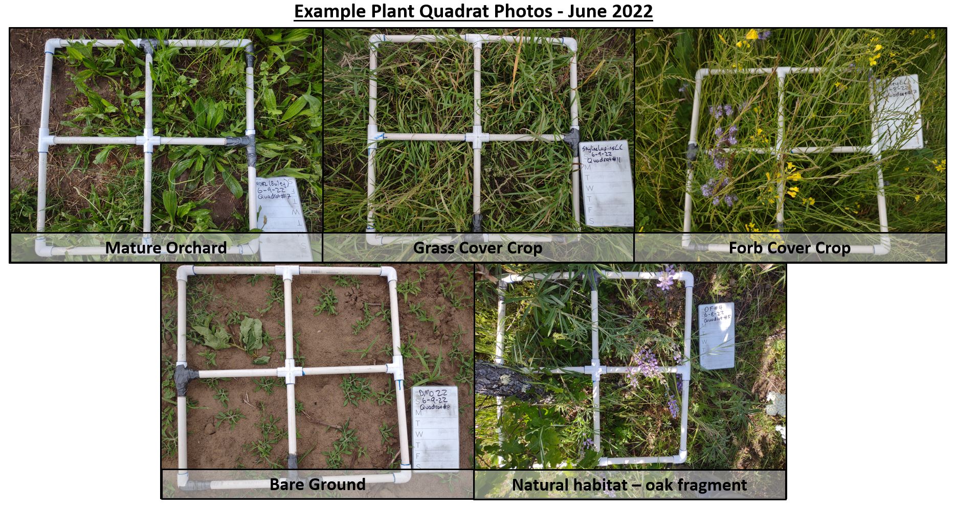 Figure 4: Plant Quadrat Examples
