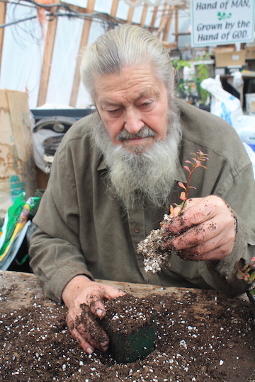 Planting rooted blueberry cuttings in the fall