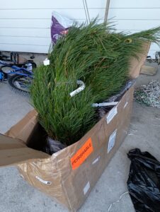 Pine nut trees shipped from Ontario