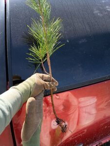 Underwhelming Root System on Asian Pines