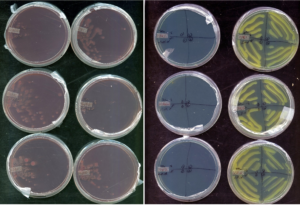 Plating scheme initially spreading colonies on Congo Red plates. 