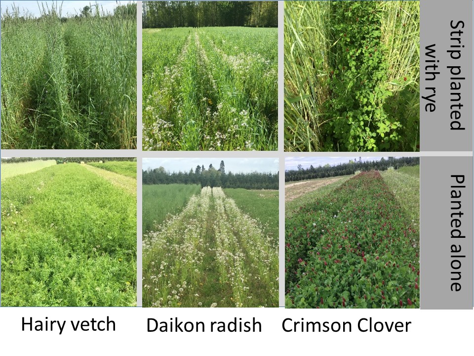 Hairy vetch, daikon radish, and crimson clover planted alone or in strips with Aroostook rye.
