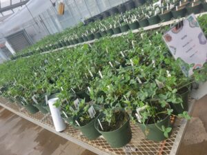 Kura clover rhizome production under greenhouse conditions