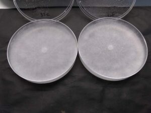 Pythium Cultures