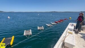Phase I field testing with oyster farmers