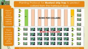 Recommendation-for-Mustard-Strip-Trap-to-Protect-Collard-from-HB