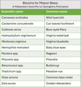 List of 12 herbaceous plants for our product, a custom seed mix that supports springtime pollinators in the midwestern US. 