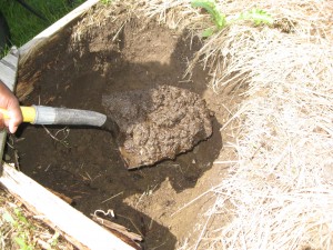 Digging out soil after removing infected plants