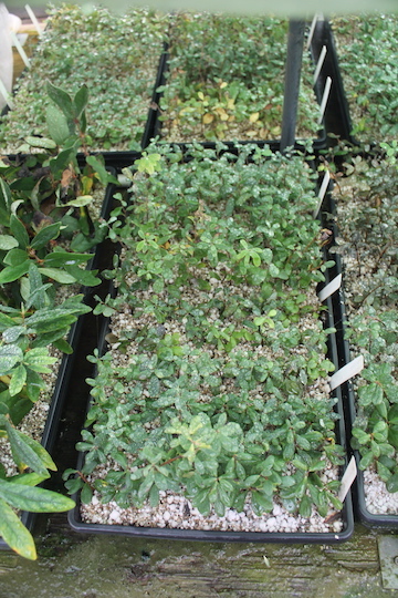 Rooting blueberry cuttings in misting chamber