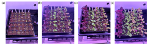 Indoor hydroponic production of four Rutgers advanced breeding lines: AM25, AM90, AM98, and AM129. Photos were taken 2 weeks after sowing (a), 3 weeks after sowing (b), four weeks after sowing (c) and five weeks after sowing (d). 