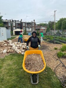 Apprentice poses with wheelbarrow full of wood mulch in front of two piles of mulch. Some of the mushroom blocks were taken home by Apprentices for their own gardens.