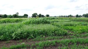 summer cover crops in bloom