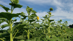 sunflower in bloom