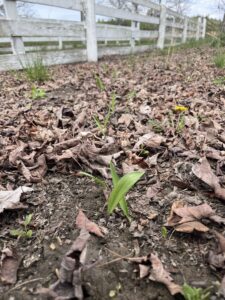 Photos of the ramp plantings at Sprouting Farms 