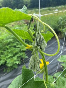 insect nymphs on cucumber plant 